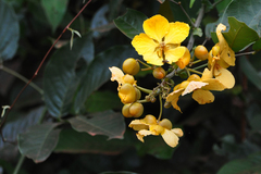 Senna latifolia