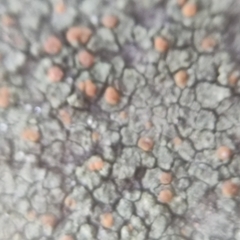 Protoblastenia rupestris