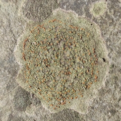 Protoblastenia rupestris