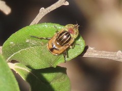 Eristalinus