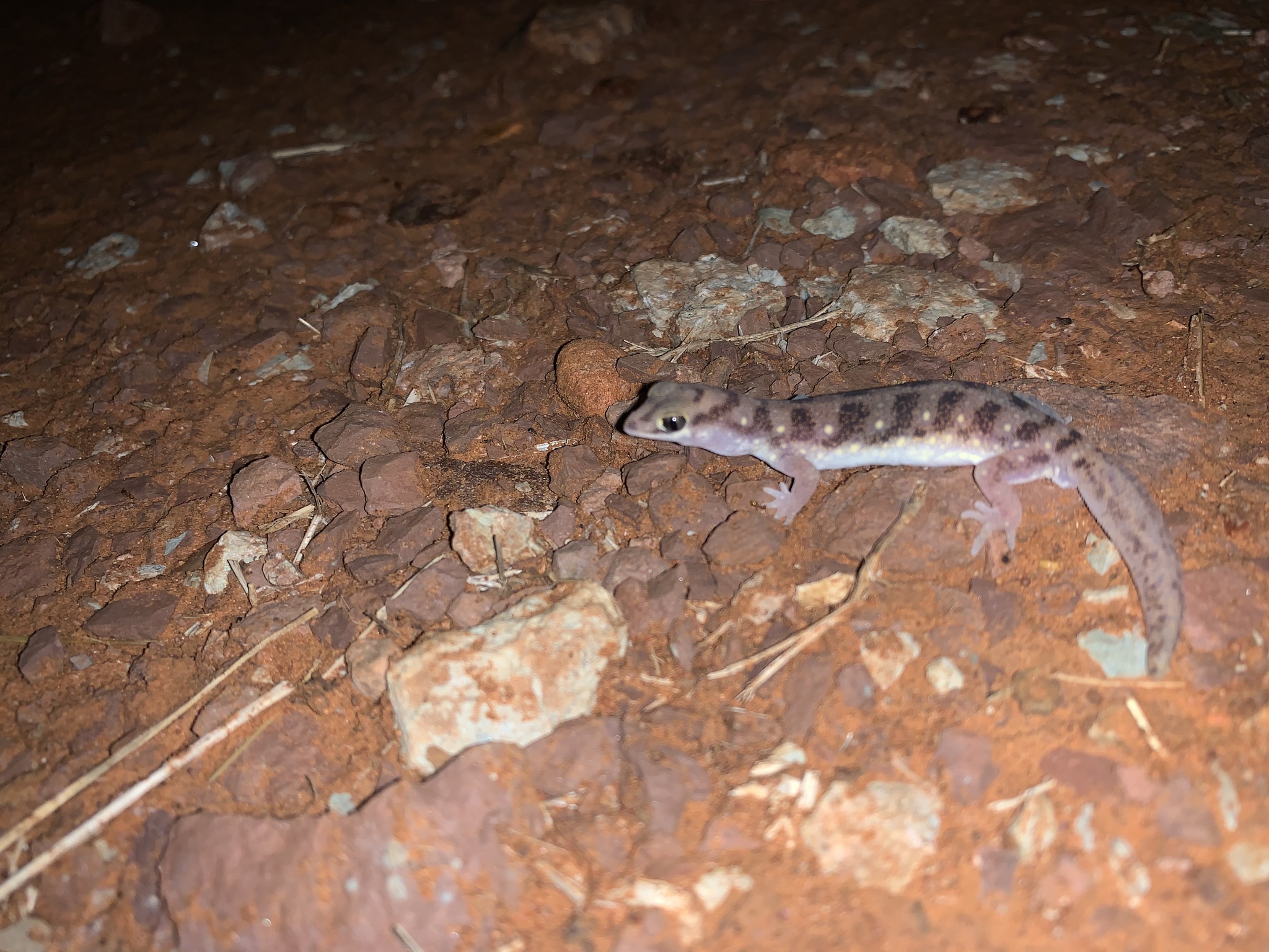 Northern Beaked Gecko photo 6