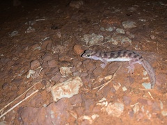 Rhynchoedura sexapora