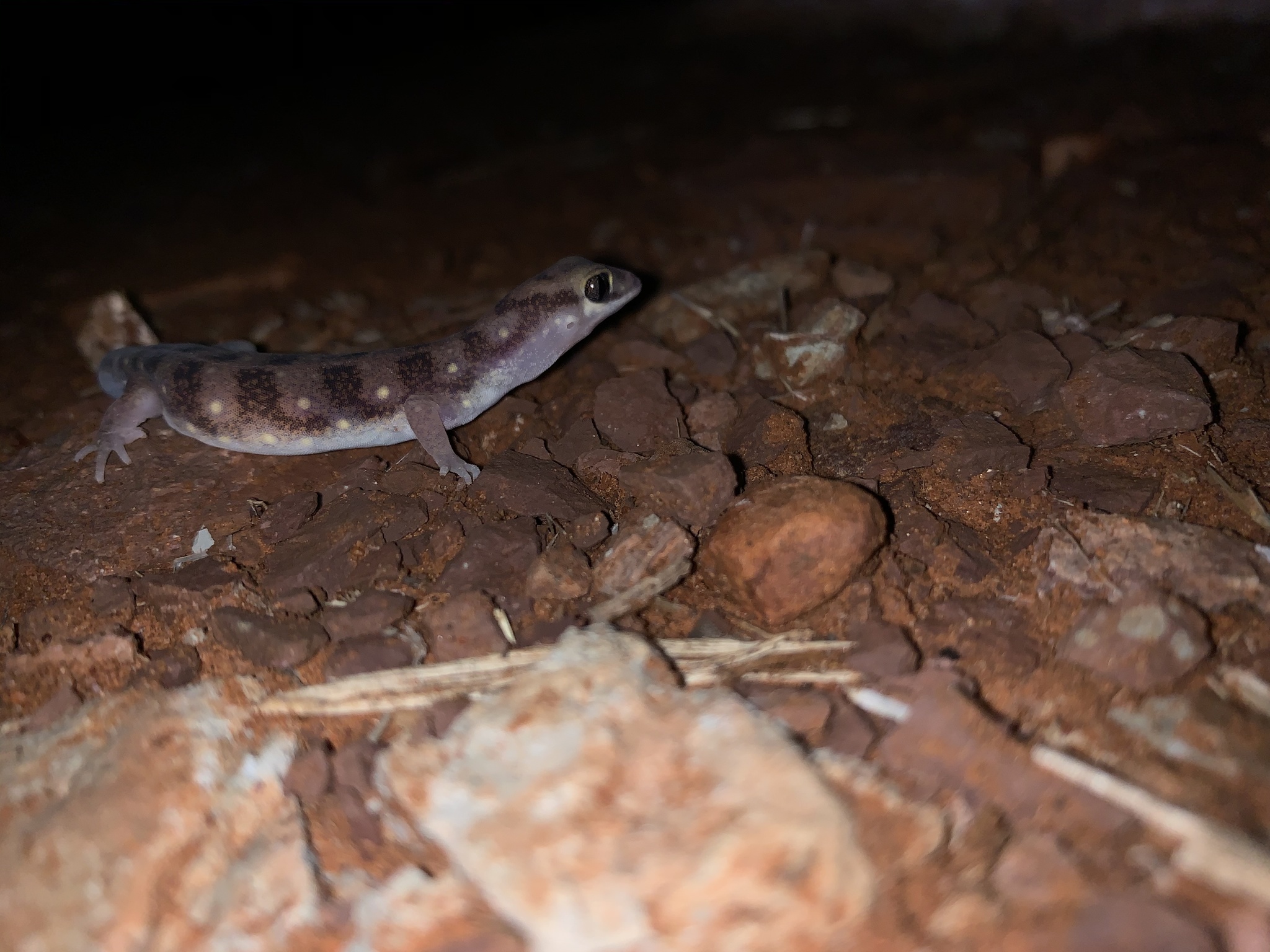 Northern Beaked Gecko photo 8