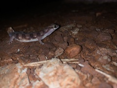 Rhynchoedura sexapora
