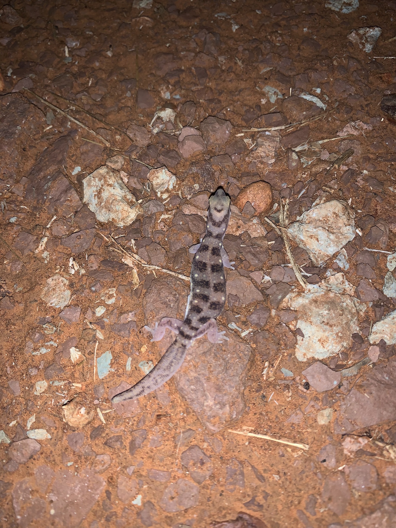 Northern Beaked Gecko photo 7