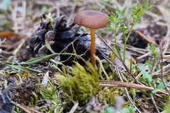 Strobilurus stephanocystis