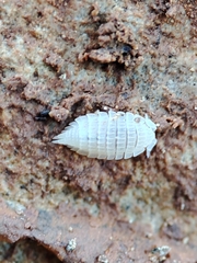 Platyarthrus codinai