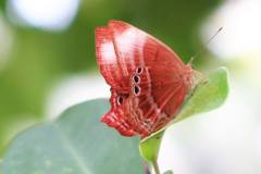 Abisara saturata