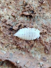 Platyarthrus codinai