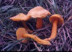 Hygrocybe quieta