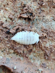 Platyarthrus codinai