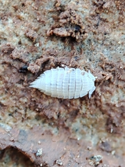 Platyarthrus codinai