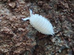 Platyarthrus codinai