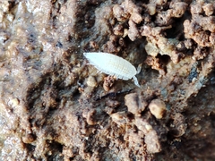 Platyarthrus codinai