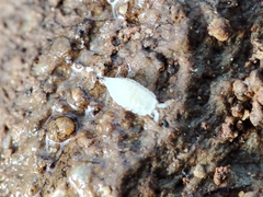 Platyarthrus codinai