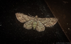 Chloroclystis mniochroa