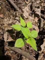 Circaea canadensis