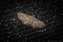 Chloroclystis mniochroa