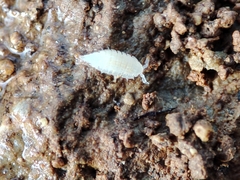 Platyarthrus codinai