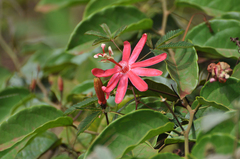 Passiflora glandulosa