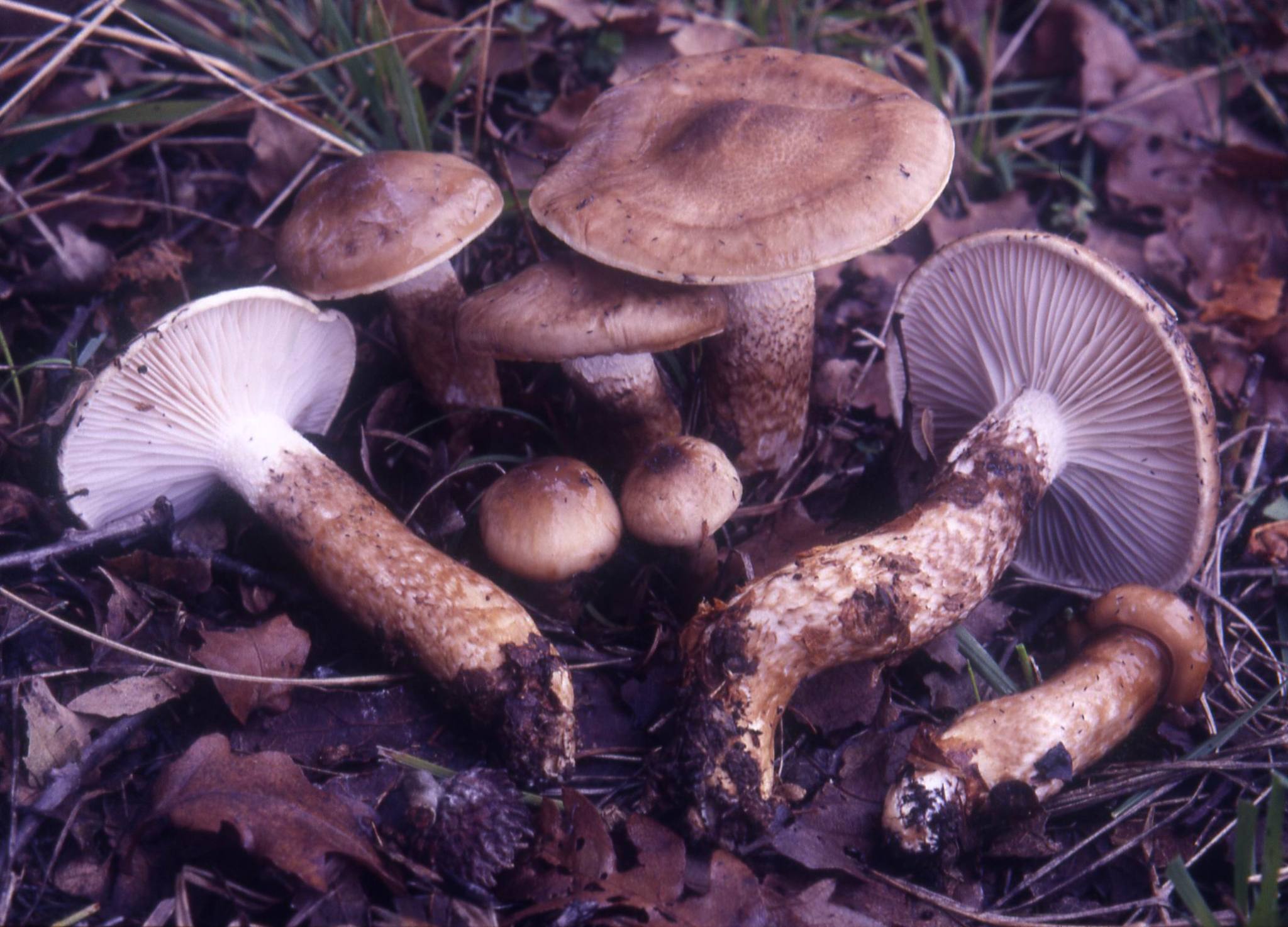 Hygrophorus persoonii image