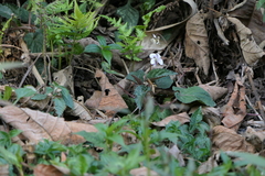 Viola canescens