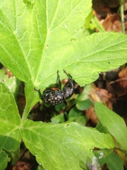 Liparus glabrirostris