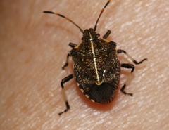 Oncocoris geniculatus