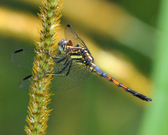 Cannaphila insularis