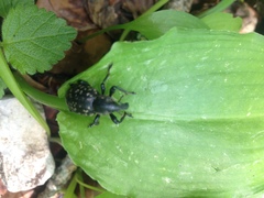 Liparus glabrirostris