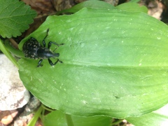 Liparus glabrirostris