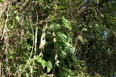 Rhaphidophora