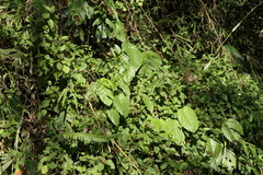 Rhaphidophora