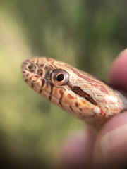 Elaphe quadrivirgata