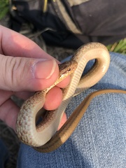 Elaphe quadrivirgata