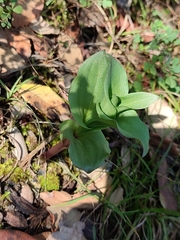 Epipactis helleborine tremolsii