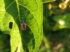 Harmonia axyridis