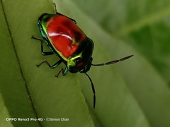 Chrysocoris eques