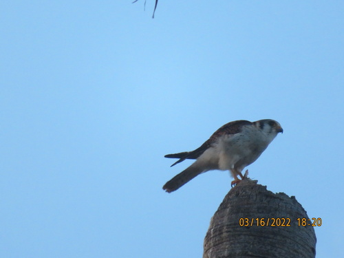 Cuban Kestrel
