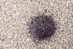 Heliocidaris crassispina