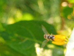 Allograpta