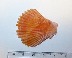 Mimachlamys crassicostata