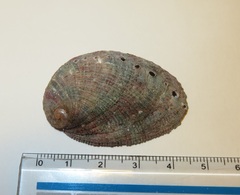 Haliotis diversicolor