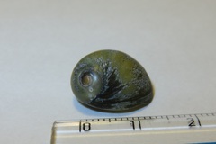 Nerita japonica