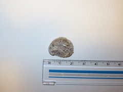 Bostrycapulus gravispinosus