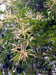 Castanopsis formosana