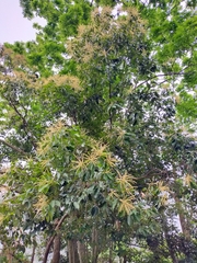 Castanopsis formosana