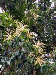 Castanopsis formosana