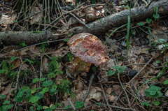 Rubroboletus rubrosanguineus
