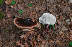 Ganoderma carnosum